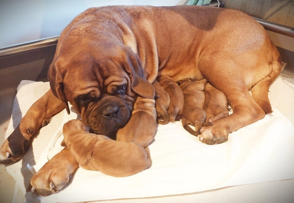 Séraphine a donné naissance le 9 décembre 2025 à 6 très beaux chiots.