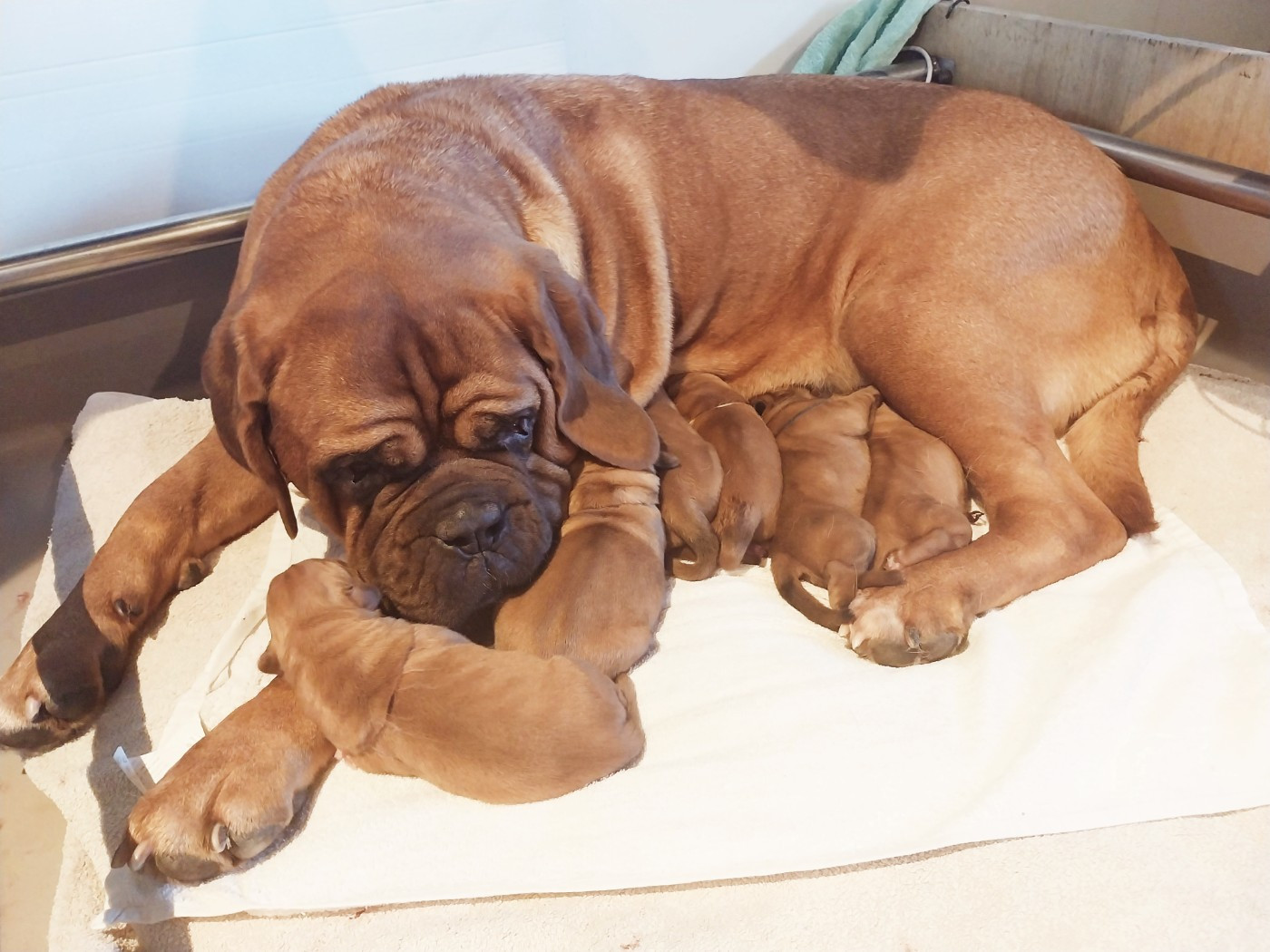 Chiot Dogue de Bordeaux du domaine des Rouvres