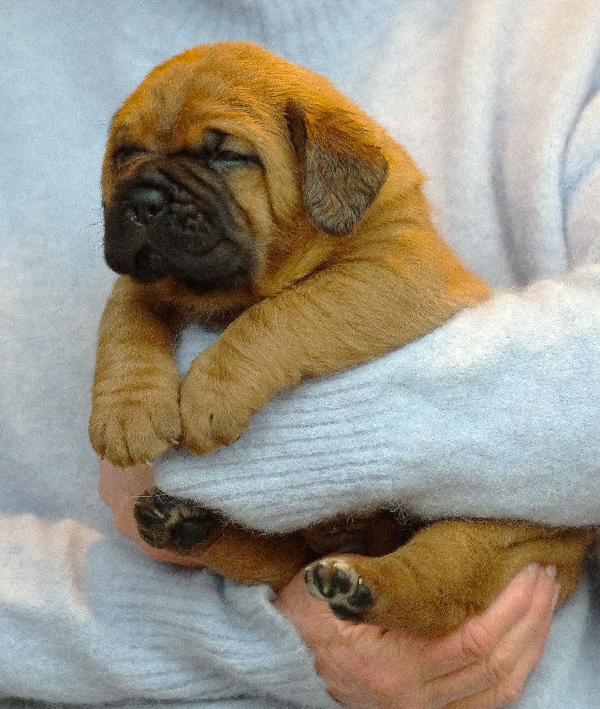 du domaine des Rouvres - Chiots disponibles - Dogue de Bordeaux