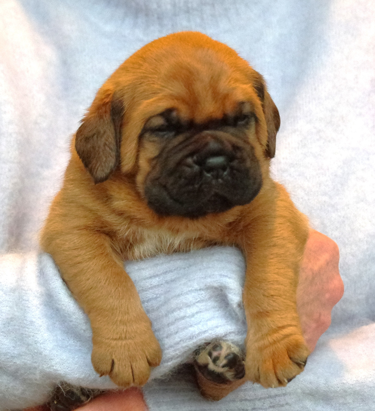 du domaine des Rouvres - Chiots disponibles - Dogue de Bordeaux