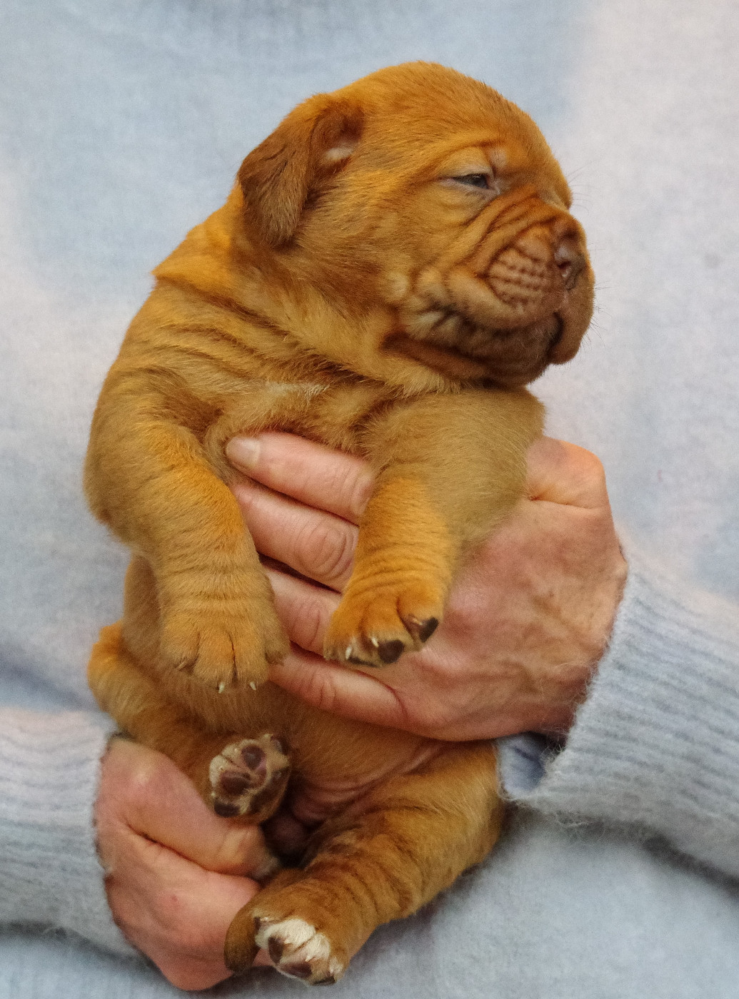du domaine des Rouvres - Chiots disponibles - Dogue de Bordeaux