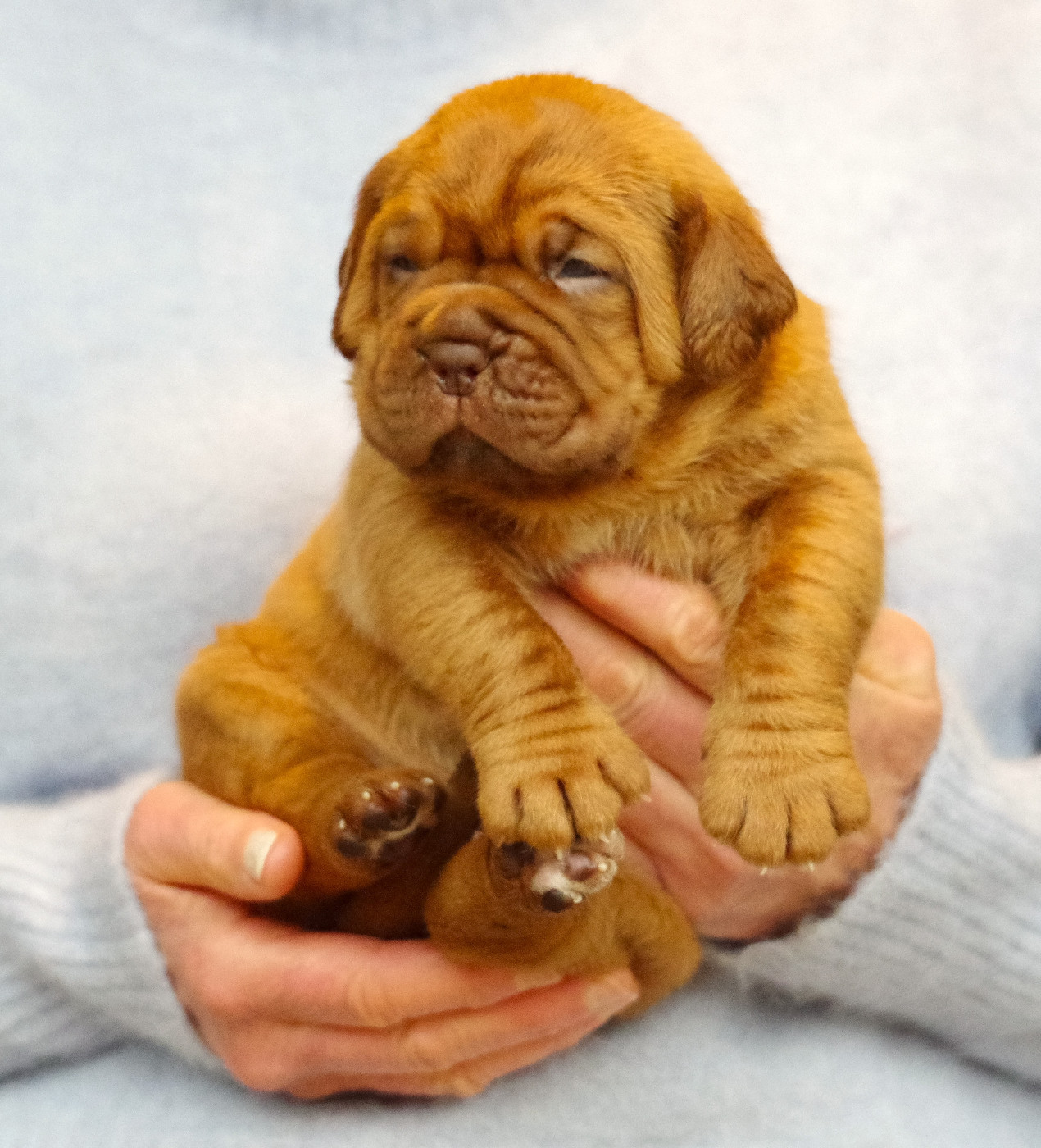 du domaine des Rouvres - Chiots disponibles - Dogue de Bordeaux