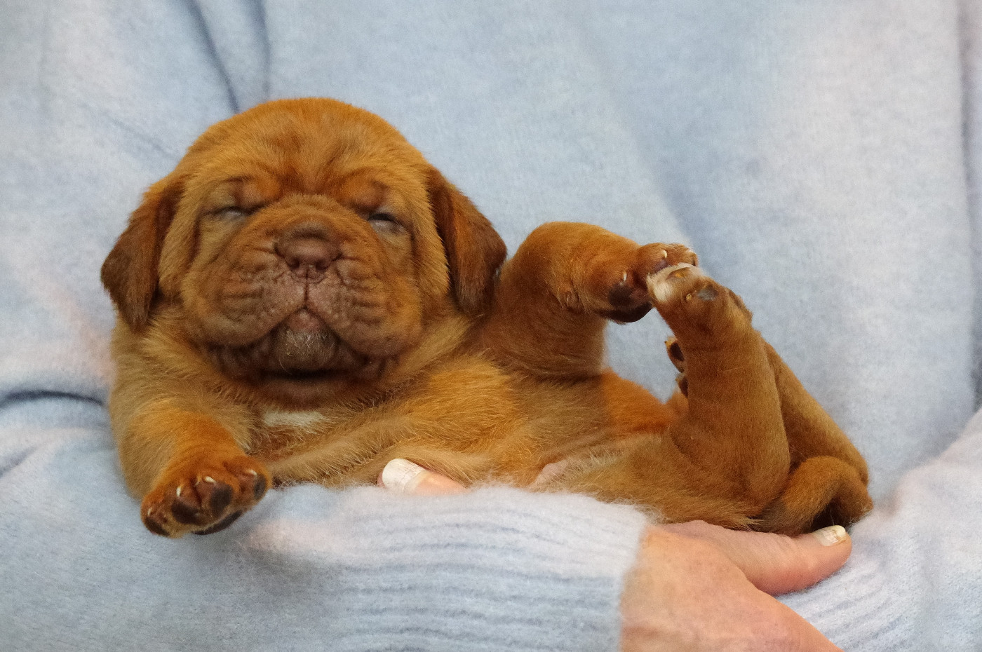 du domaine des Rouvres - Chiots disponibles - Dogue de Bordeaux