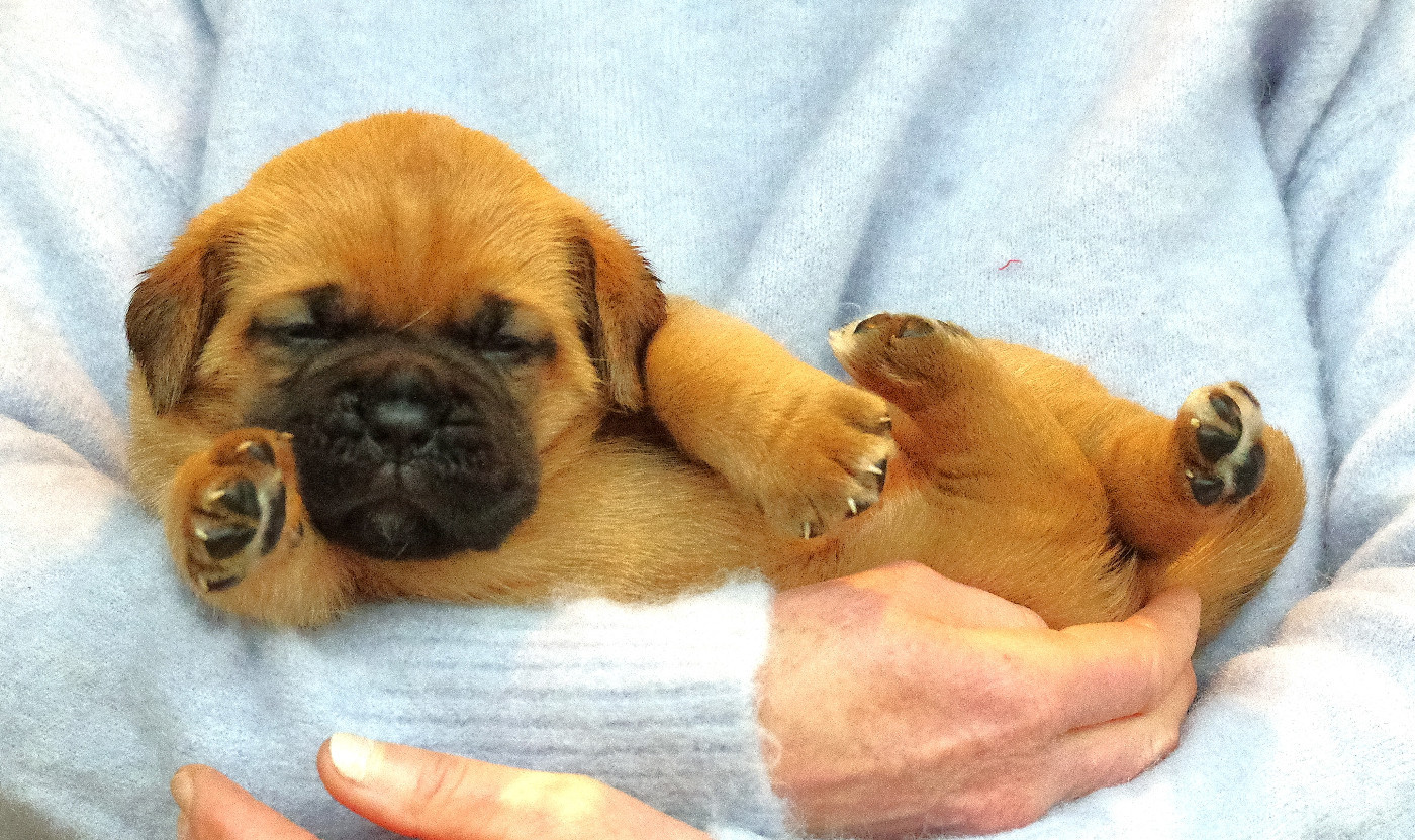 du domaine des Rouvres - Chiots disponibles - Dogue de Bordeaux
